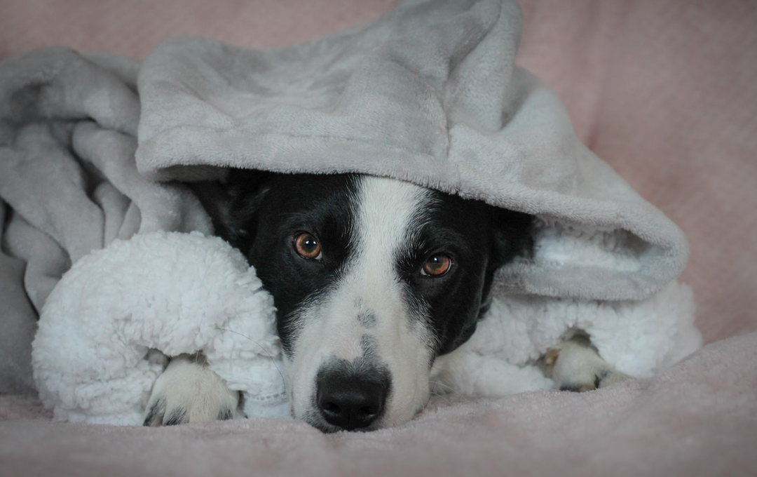 6 Tips for Keeping Your Anxious Dog Calm on Firework Night