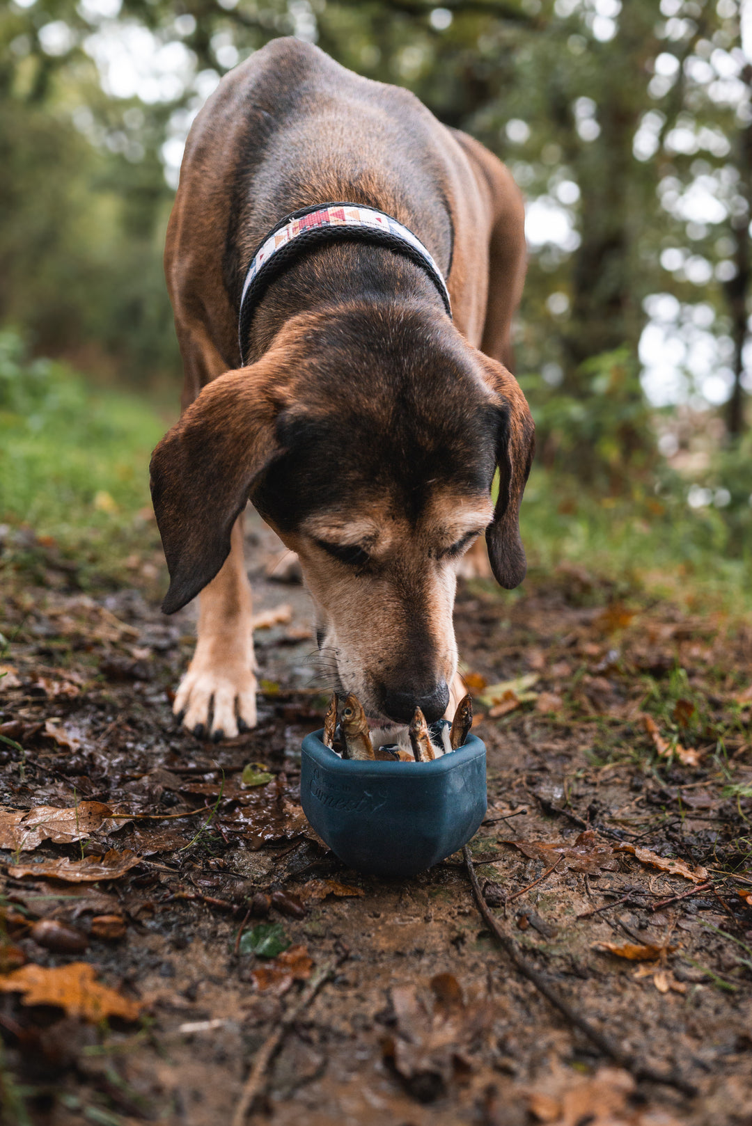 Dog Enrichment for Every Adventure