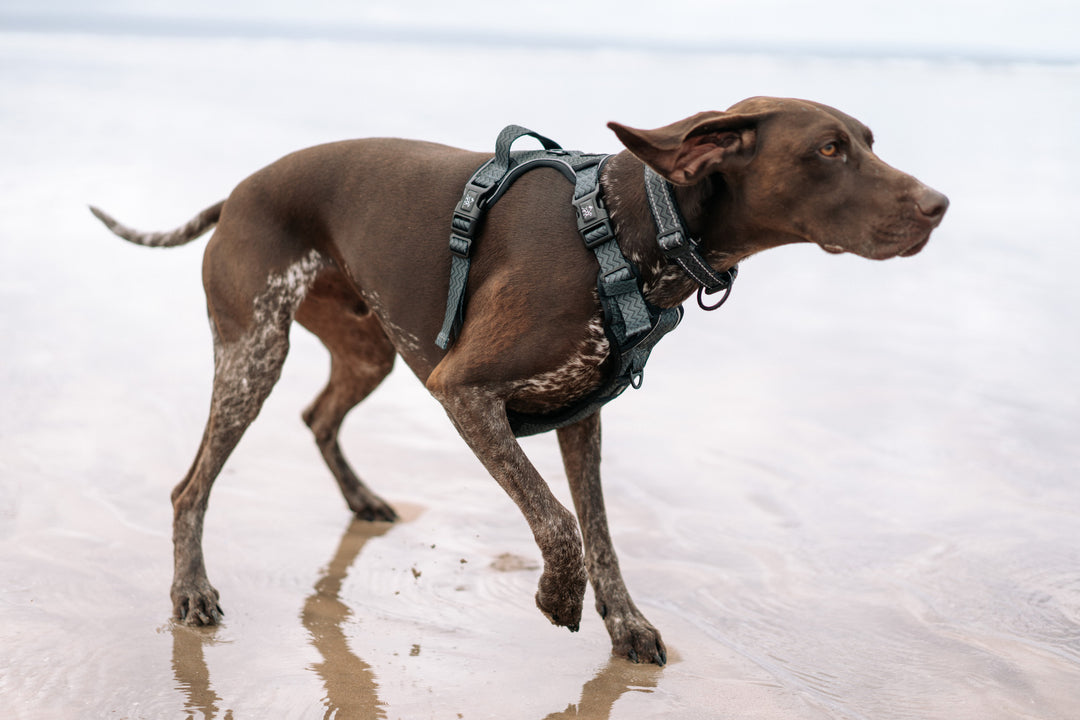 The Benefits of Using a Harness with your Dog
