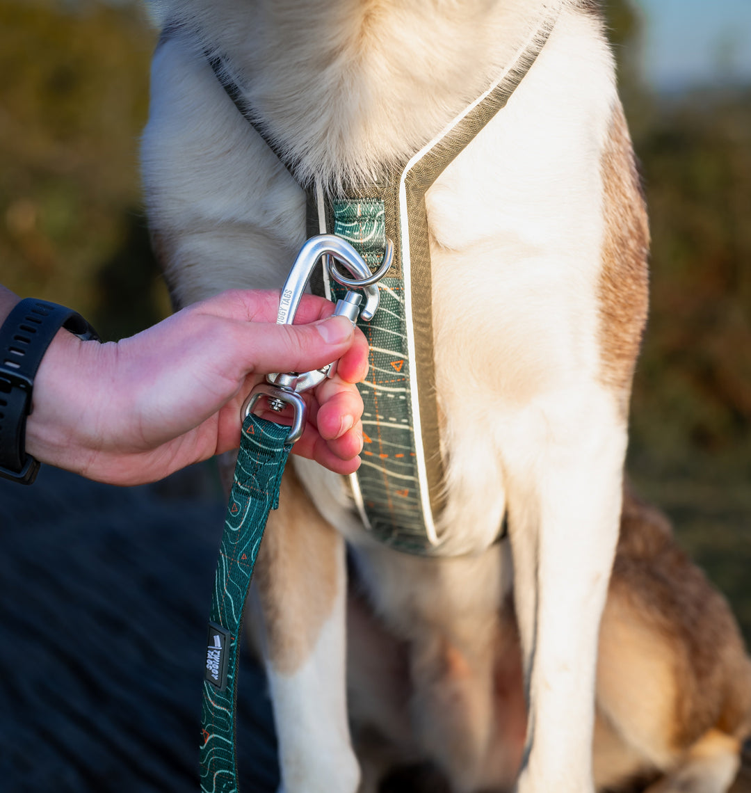 golden retriever wearing an adventure harness with front and back attachments, 3 clips and a handle on the back, attached with a multi way lead double ended training lead with mountain print and padding, adjustable lead with locking carabiner clips