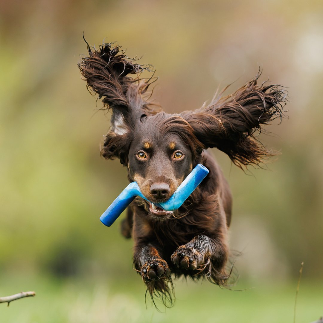 cocker spaniel jumping with a zigzoom in her mouth, a fetch and interactive toy that is shades of blue for dog vision and is made from recycled rubber