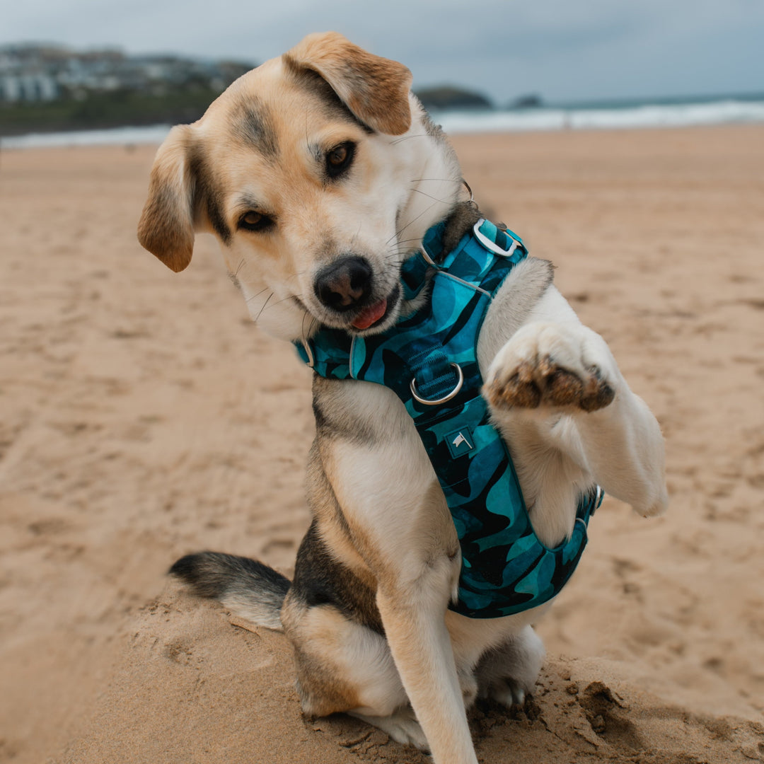 cocker spaniel wearing a dog harness, a training and strength tested outdoor harness in bright and bold multi-coloured abstract design. With 3 clips, front and back attachments, a grab handle, matching accessories and for extra large dogs small dogs