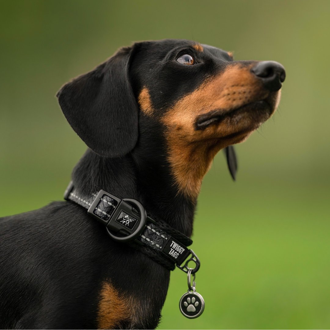 smooth coated black and tan dachshund wearing a twiggy tags padded adventure collar in dark grey and black