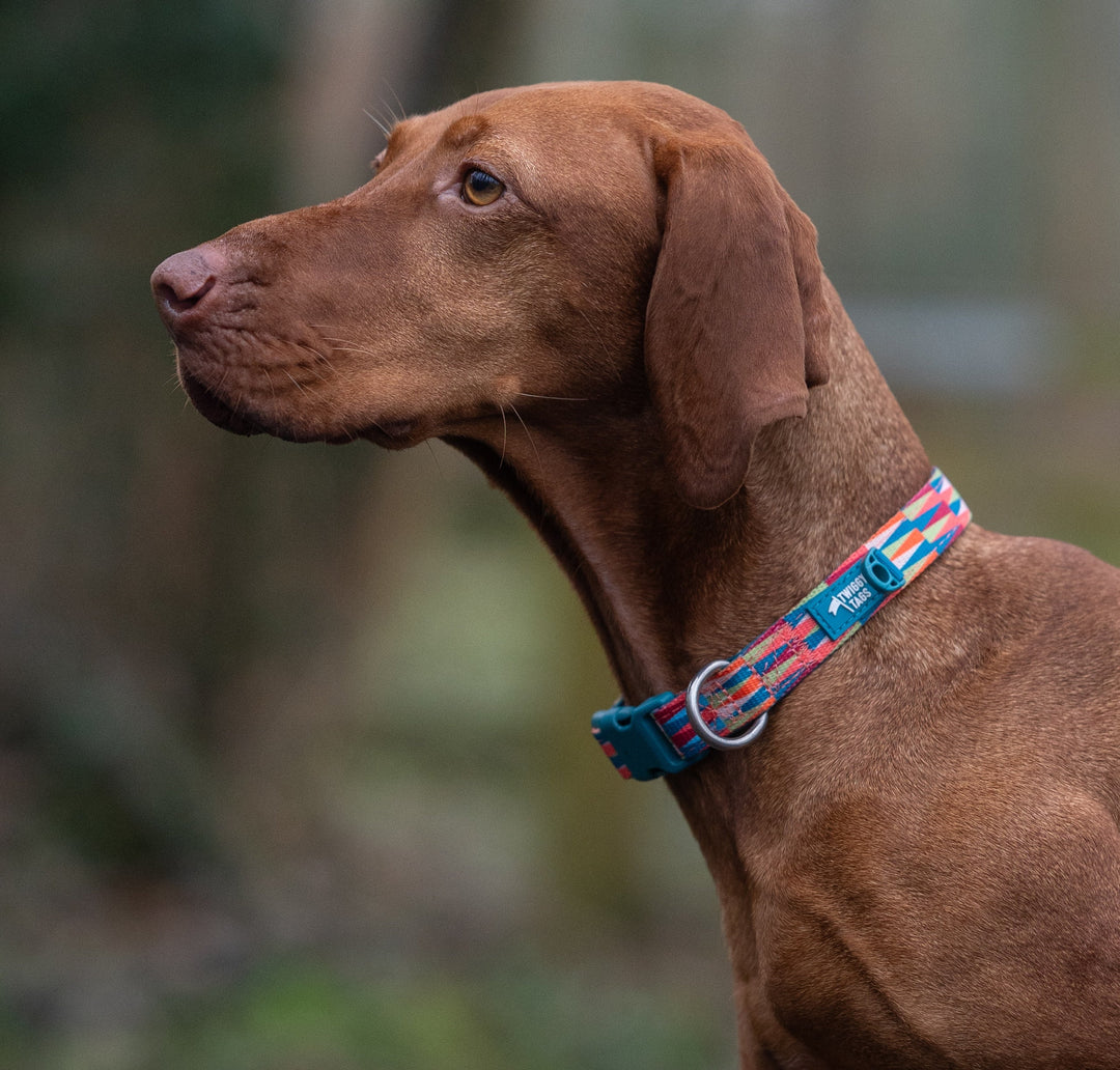 black and white border collie wearing twiggy tags teal and white tranquil padded safety adventure collar. strength tested dog collar for large dogs, extra-large dogs and small dogs