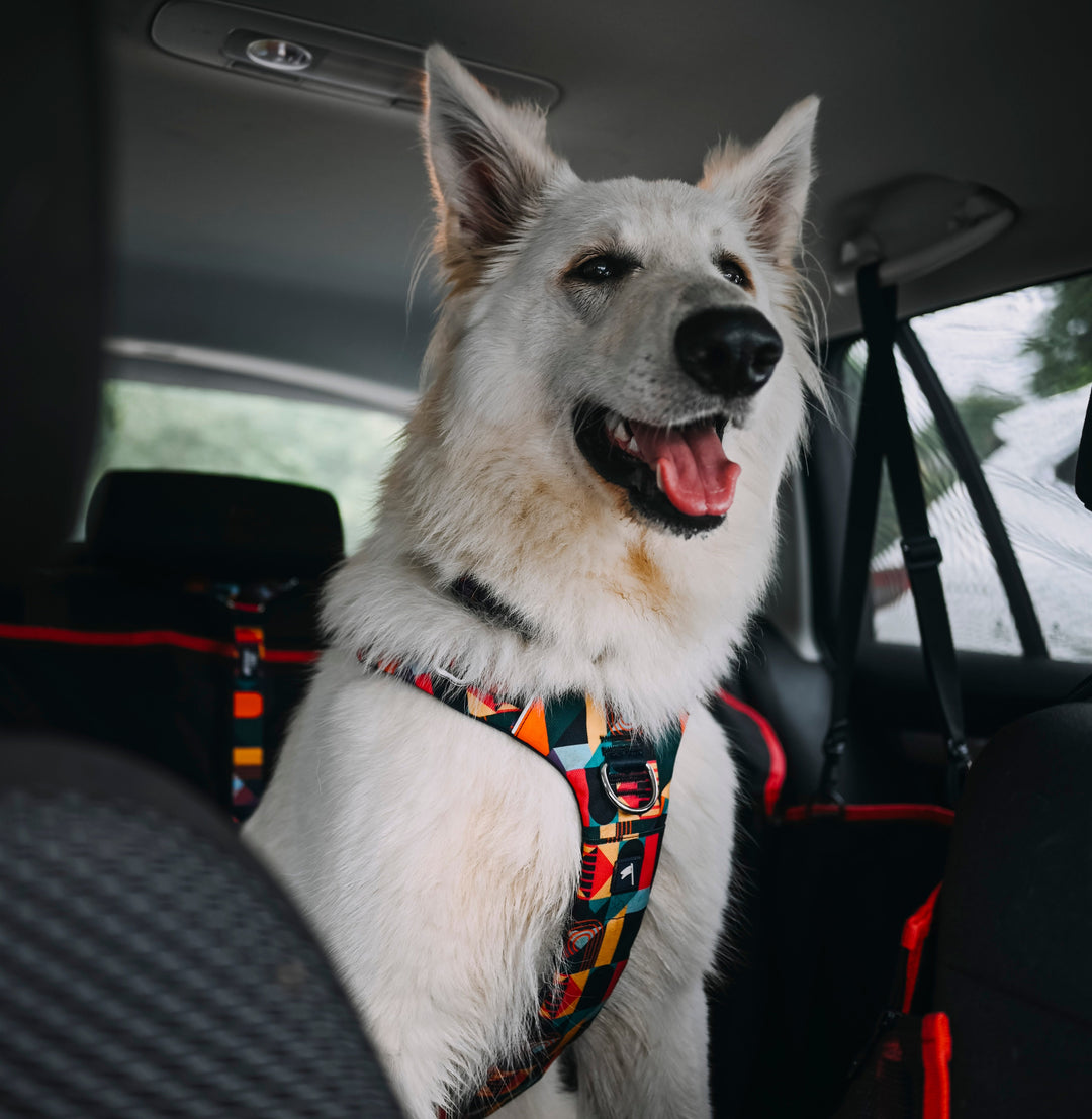 two cockapoos attached in the back of a pick up truck with twiggy tags over headrest dog safety seat belt car and vehicle dog restraints in bright and bold multi-coloured design with locking carabiner clips