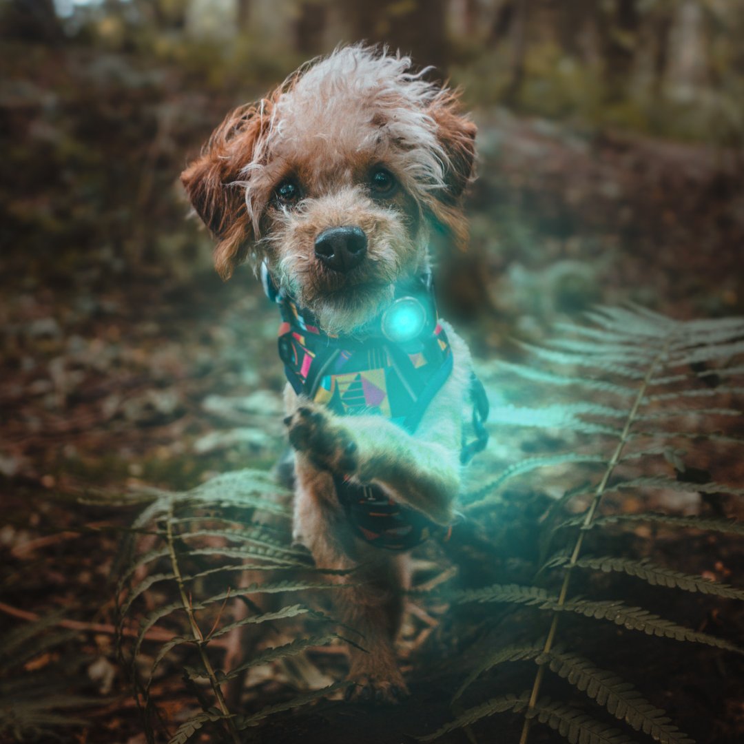 dog safety light that changes into different colours teal, pink, purple, red, yellow, white and is rechargeable and waterproof, attaches to collar or harness or leash