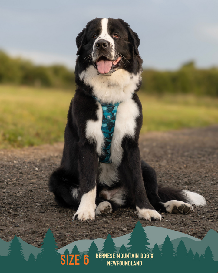 Adventure Harness 2.0