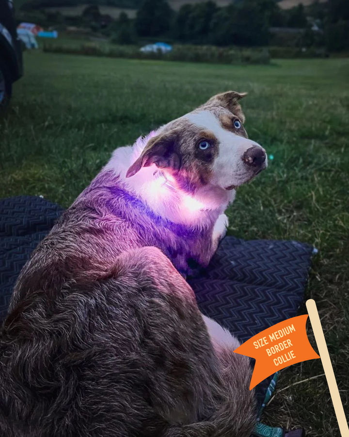 TrekBright® Light-Up Collar
