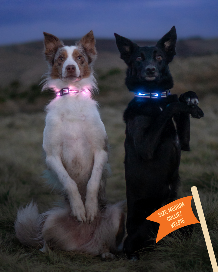 TrekBright® Light-Up Collar