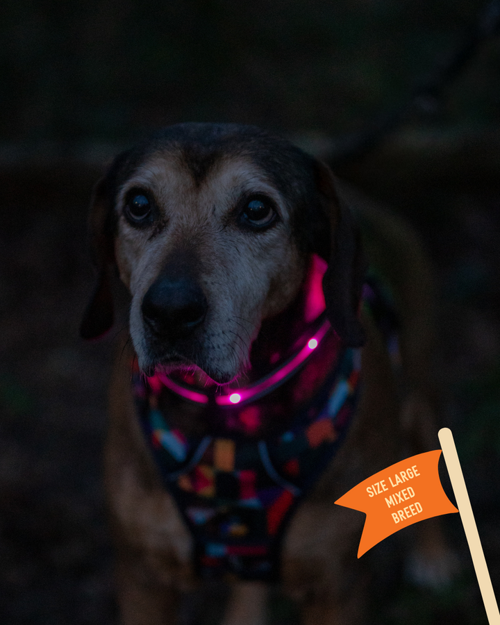 TrekBright® Light-Up Collar