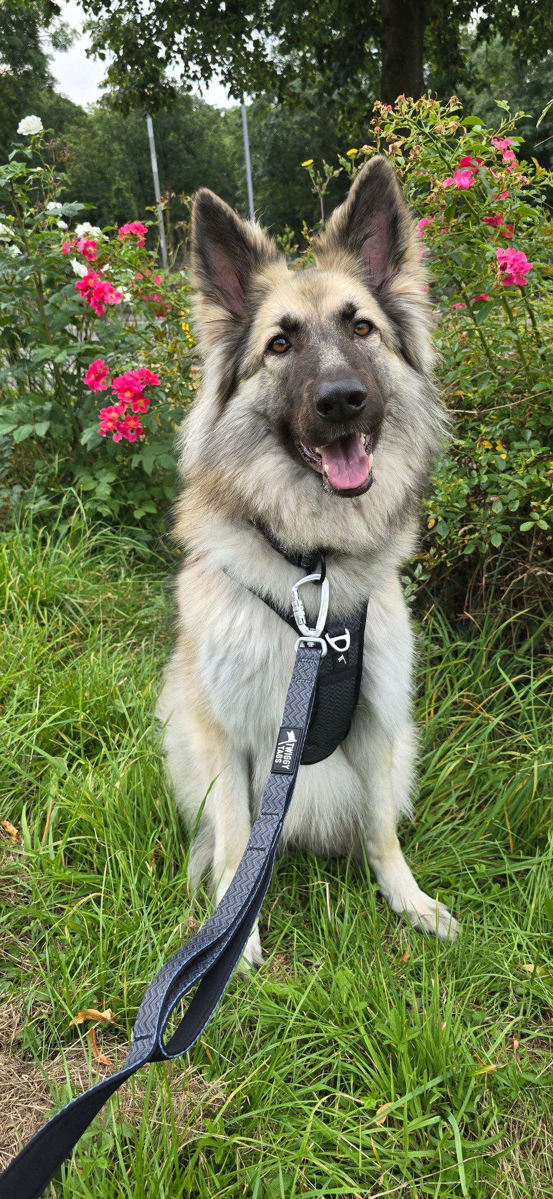 "Is It Ok to Let My Dog Off the Lead?" A Guide to Dog Ownership Etiquette