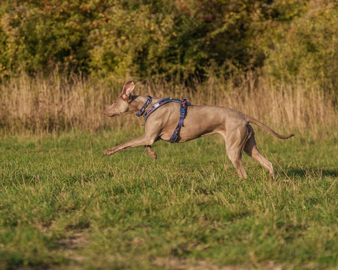 Why the Y? Choosing a Safe & Comfortable Harness for Your Dog