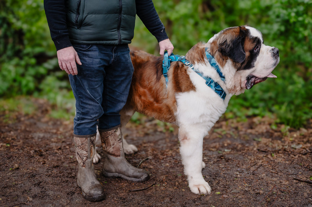 Strength-Testing and Safety in Dog Gear