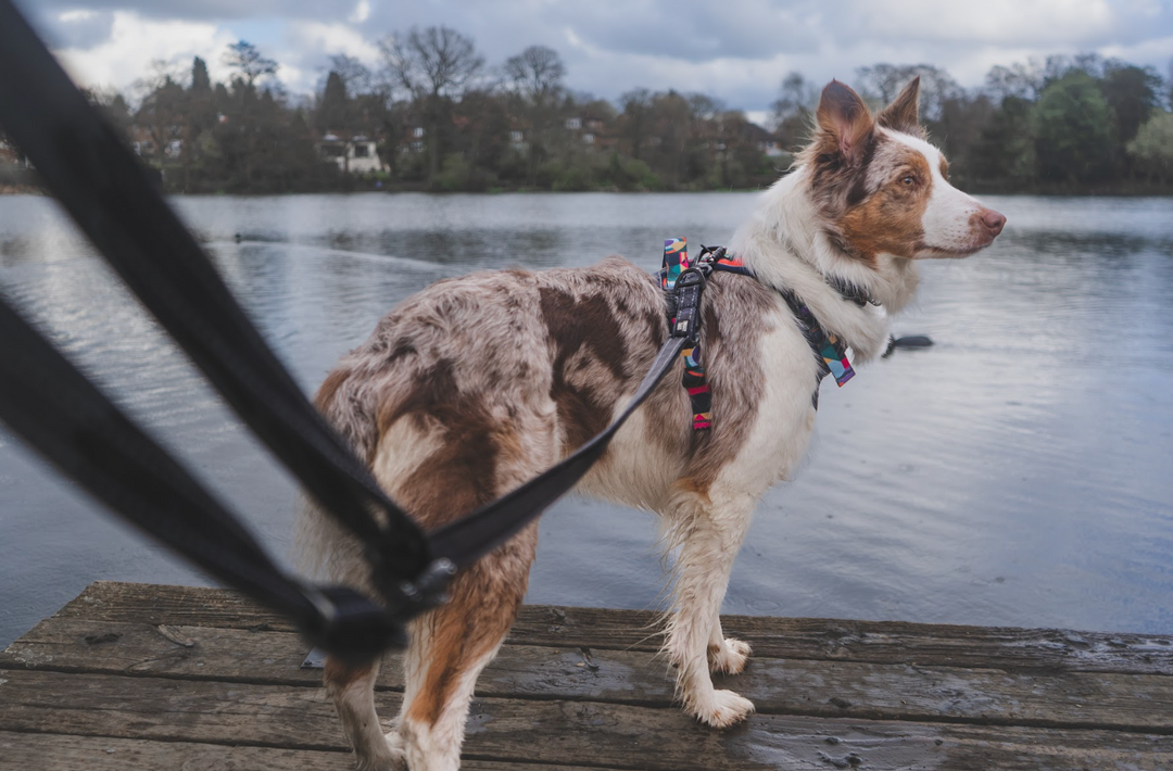 The Twiggy Tags Multi-Way Lead