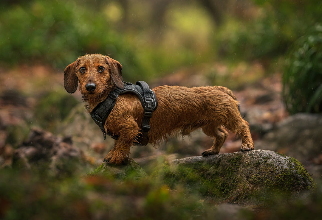 Fun Things to do With Your Dog on a Rainy Day