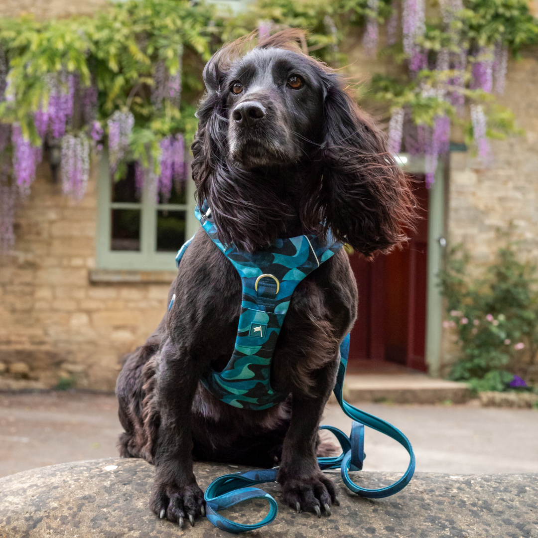 cocker spaniel wearing a dog harness, a training and strength tested outdoor harness in bright and bold multi-coloured abstract design. With 3 clips, front and back attachments, a grab handle, matching accessories and for extra large dogs small dogs