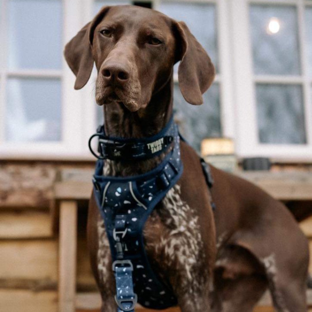 german shorthaired pointer wearing matching galactic adventure dog collar, harness and lead