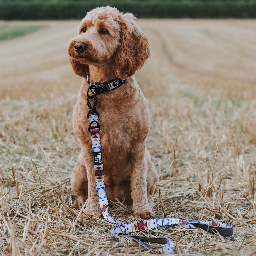 miniature labradoodle wearing a twiggy tags wanderlust adventure collar and large lead in wanderlust, a red, white, blue and beige aztec style pattern