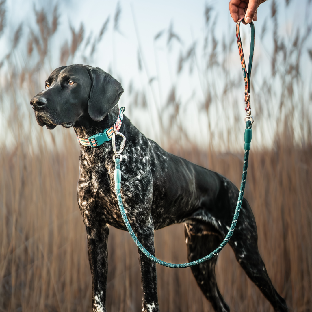 golden retriever wearing an adventure harness with front and back attachments, 3 clips and a handle on the back, attached with a multi way lead double ended training lead with mountain print and padding, adjustable lead with locking carabiner clips