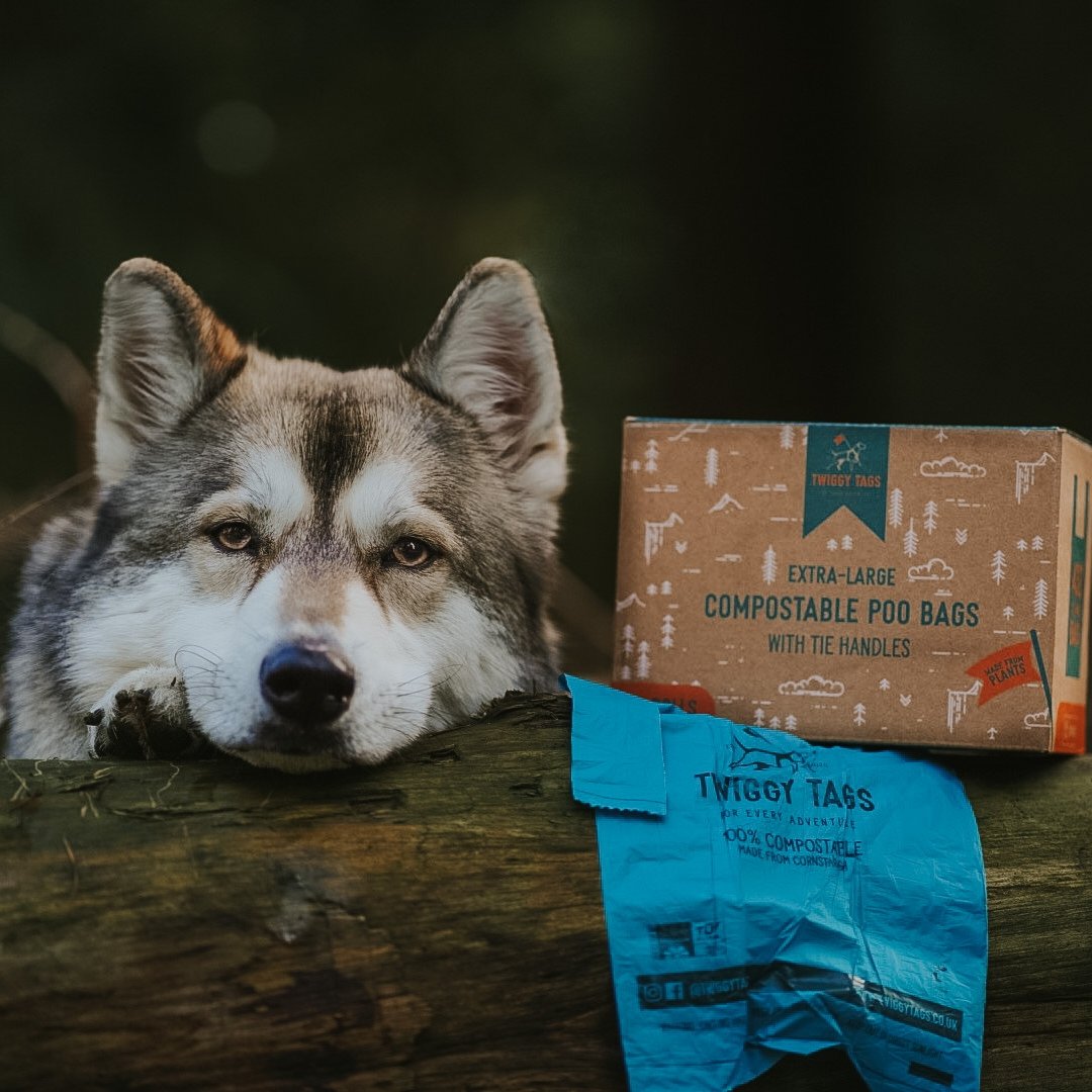 wolfdog resting her head on a mossy log next to a big box of 36 rolls of twiggy tags extra large compostable poo bags, with a teal large poo bag laid out next to it