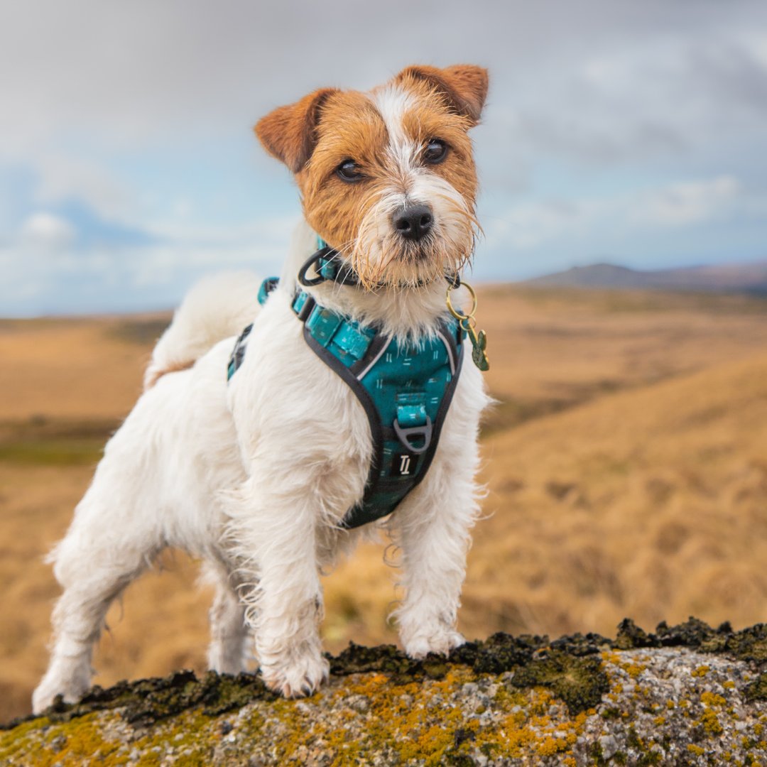 jack russel terrier standing on a rock wearing twiggy tags tranquil dog harness and adventure collar, in matching tranquil pattern, which is teal and white