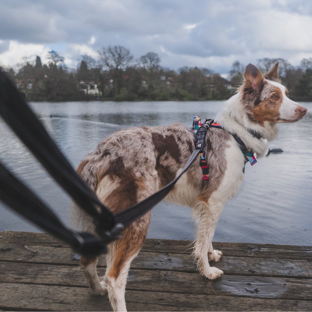 border collie is wearing a bright coloured dog harness with an onyx multi-way lead clipped to it which is grey and black with locking carabiners
