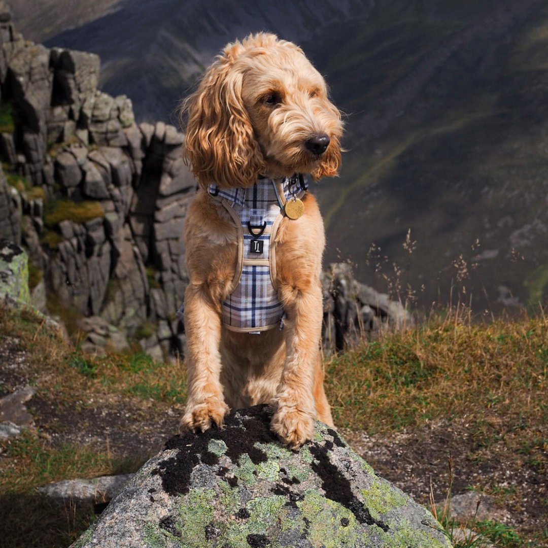 cockapoo hiking in the scottish mountains wearing a heritage twigggy tags dog harness, which is a neutral beige tartan style print