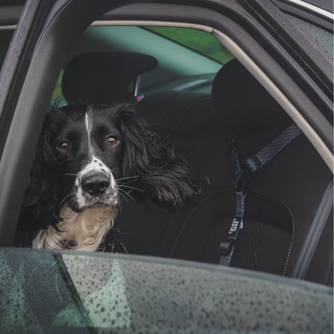 three dogs in a pickup truck wearing Twiggy Tags Adventure Harness in Petrichor and Aurora with matching Twiggy Tags Adventure Seatbelts secured into the boot of the vehicle. UK law compliant dog seat belt restraints, two labradoodles and a border collie