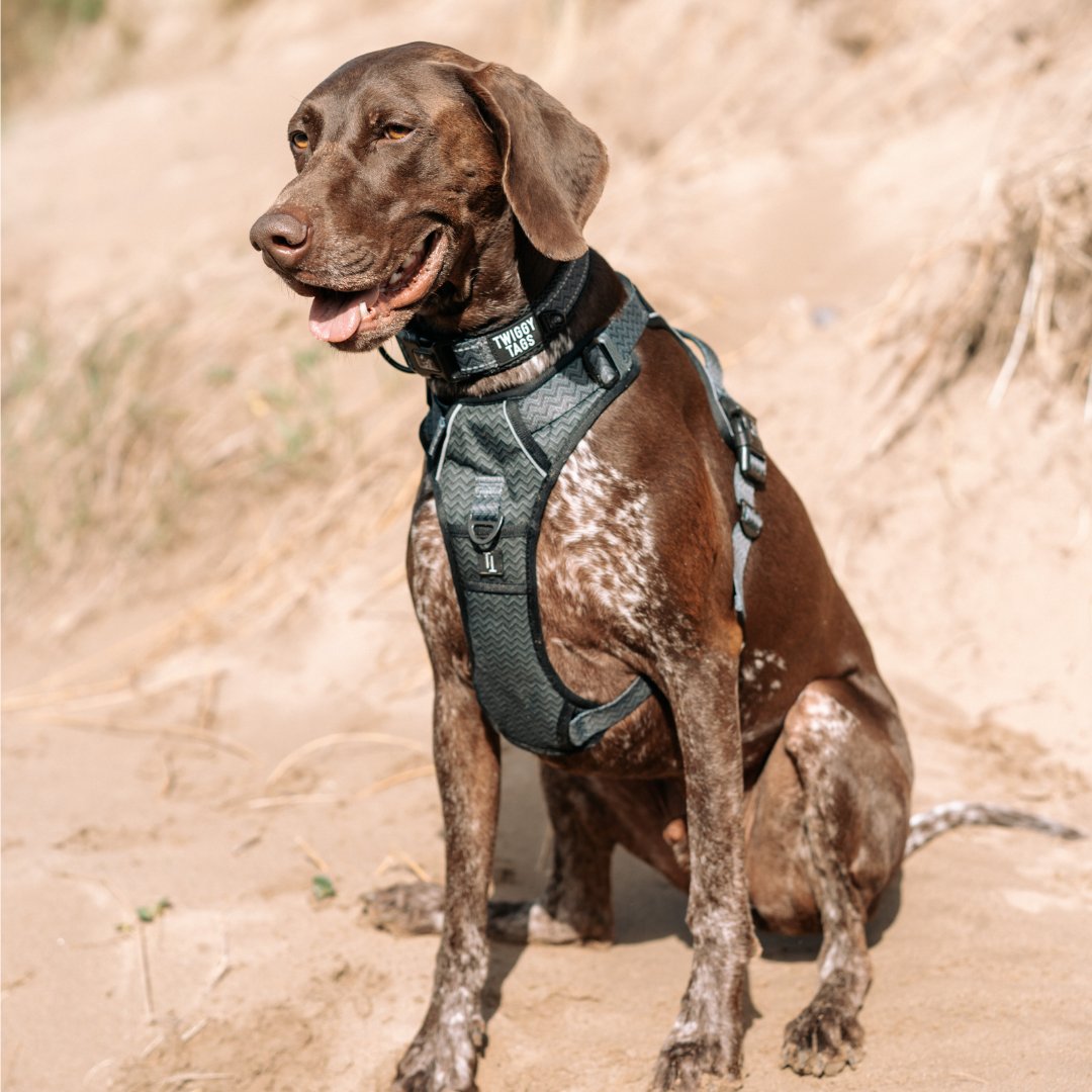 german shorthaired pointer stands on a stand dune wearing a matching twiggy tags adventure collar and adventure harness in petrichor, a grey, black and green herringbone pattern
