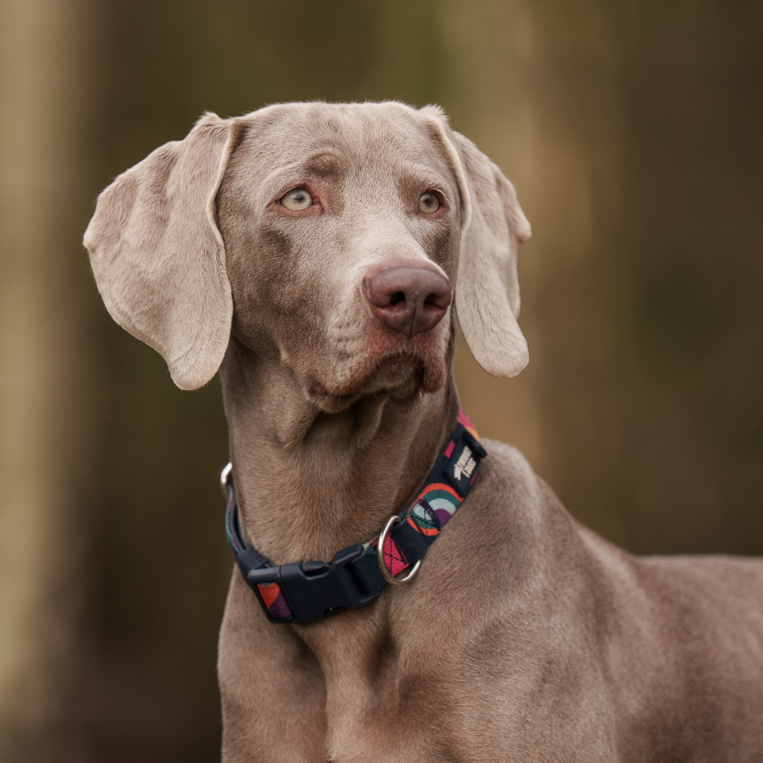 black and white border collie wearing twiggy tags teal and white tranquil padded safety adventure collar. strength tested dog collar for large dogs, extra-large dogs and small dogs