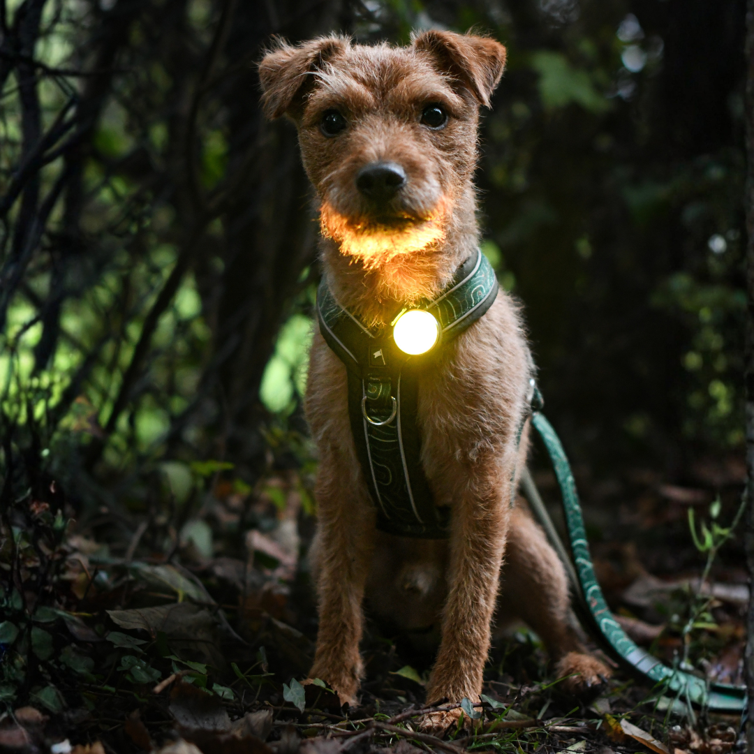 dog safety light that changes into different colours teal, pink, purple, red, yellow, white and is rechargeable and waterproof, attaches to collar or harness or leash