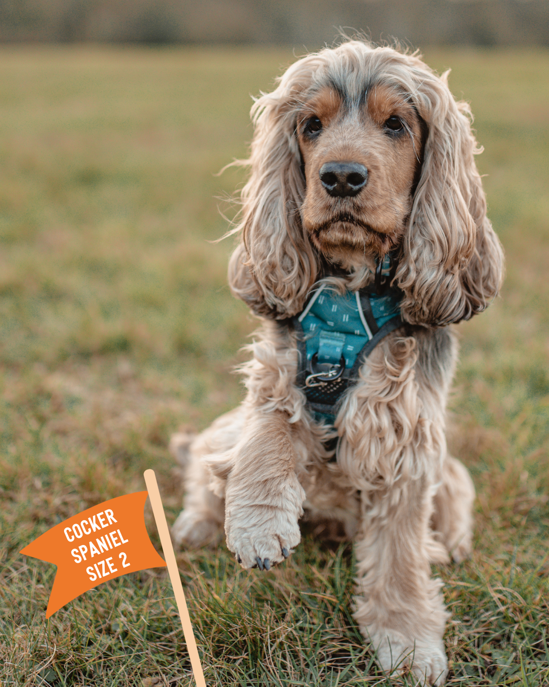 Cocker spaniel top harness size