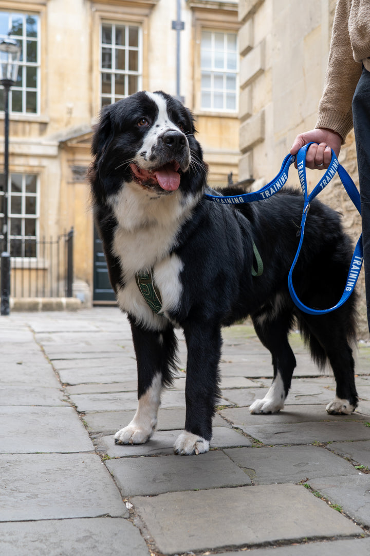 Awareness Close Control Lead