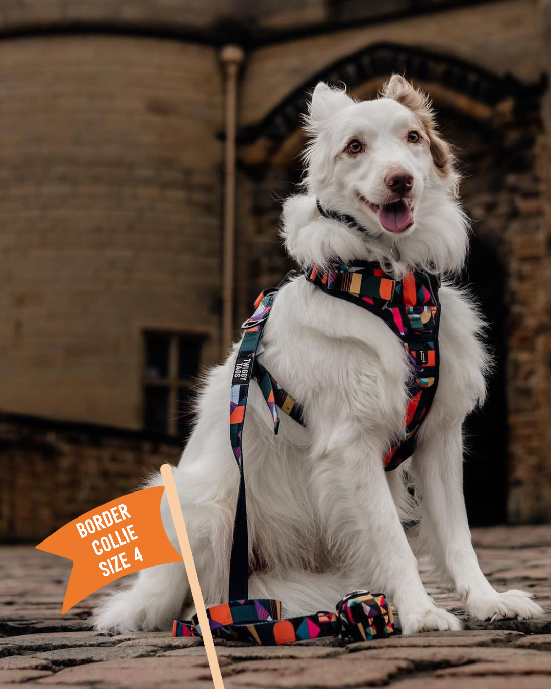 Dog online harness tags