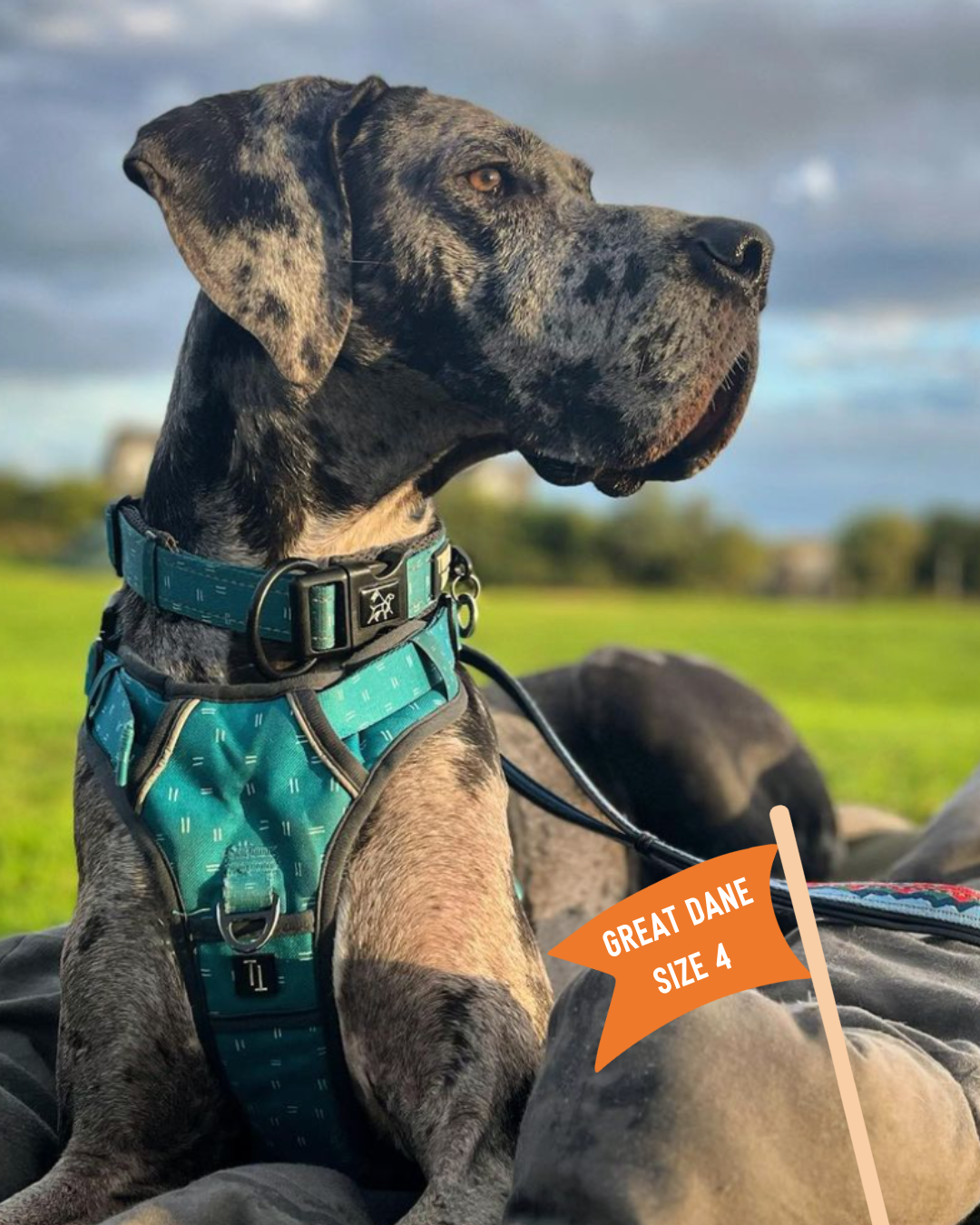 Great dane collar size clearance