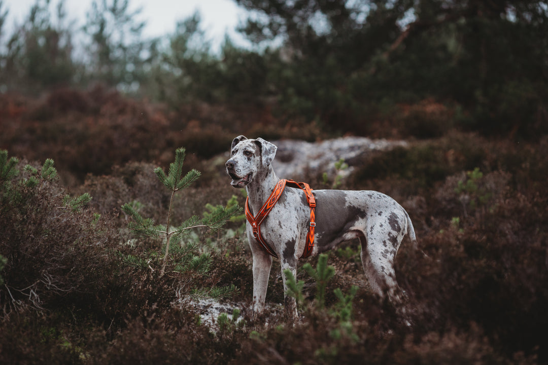 Apex® Harness