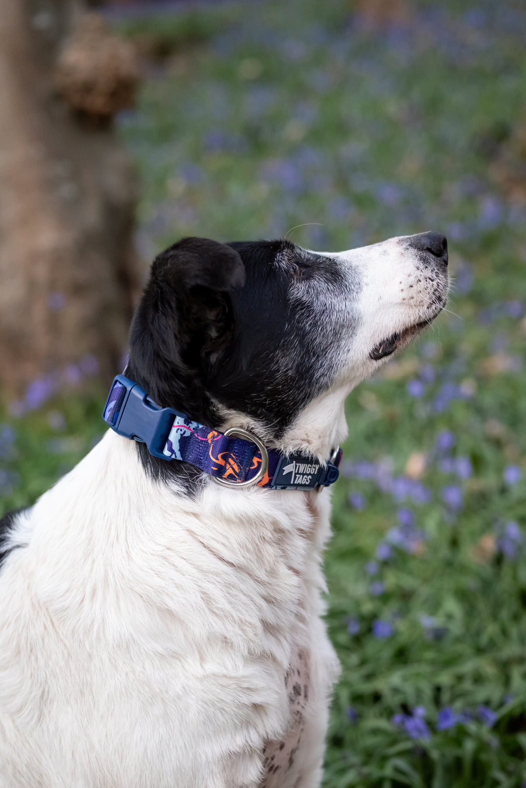 Apex® Collar - Nebula
