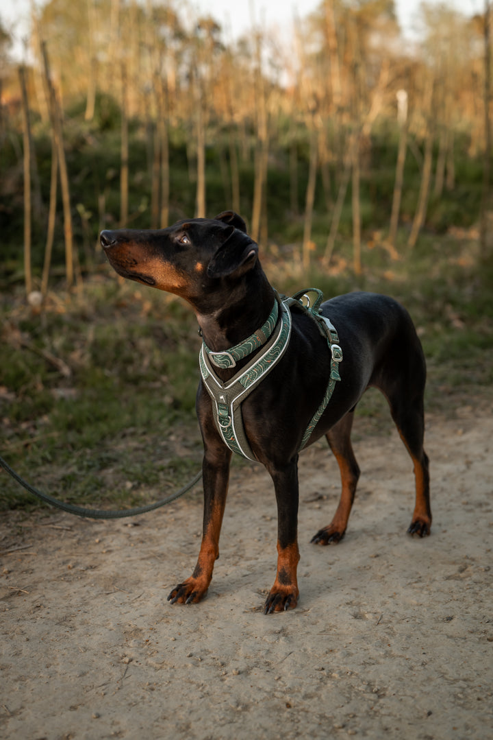 Apex® Harness - Nomad