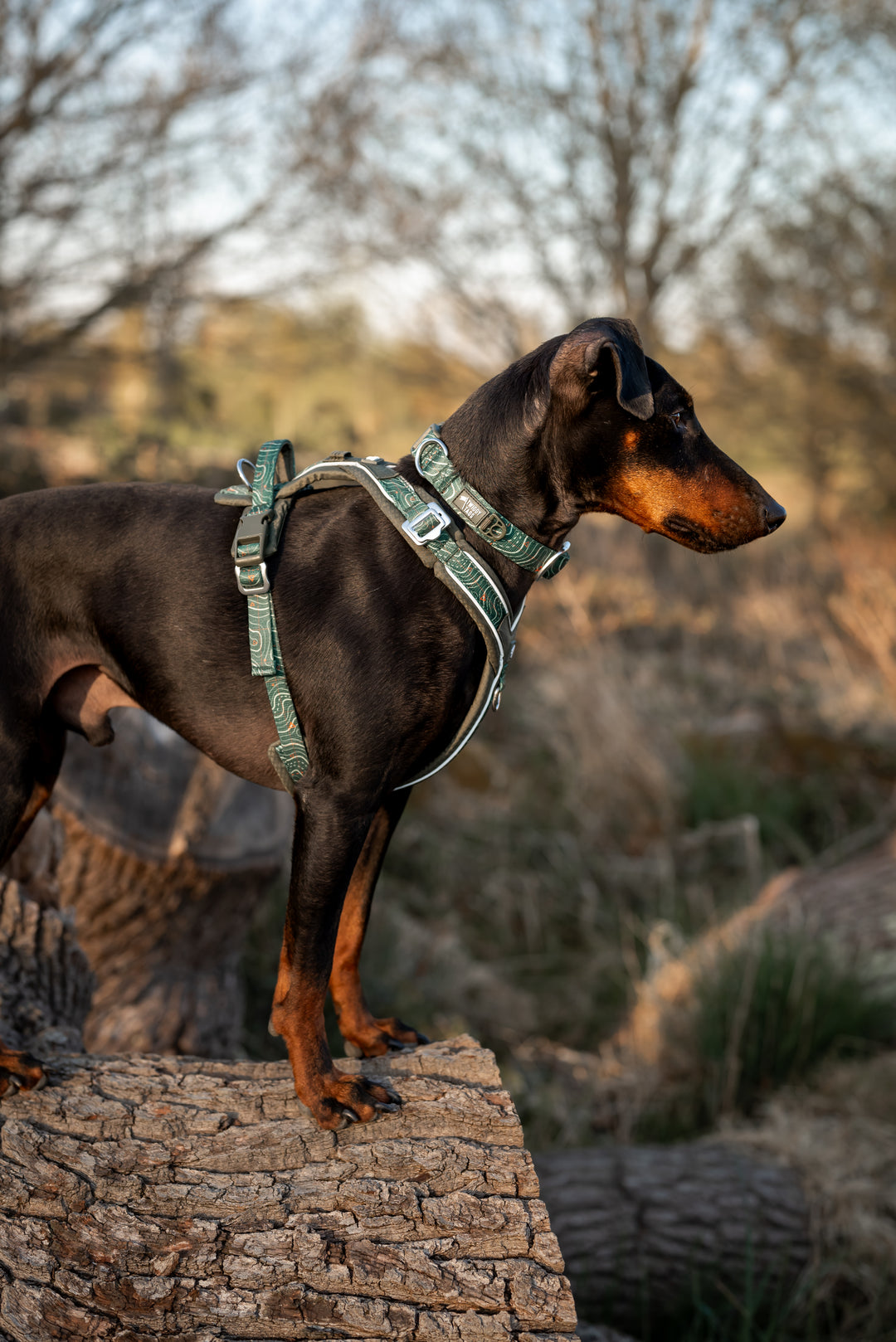 Apex® Collar - Nomad