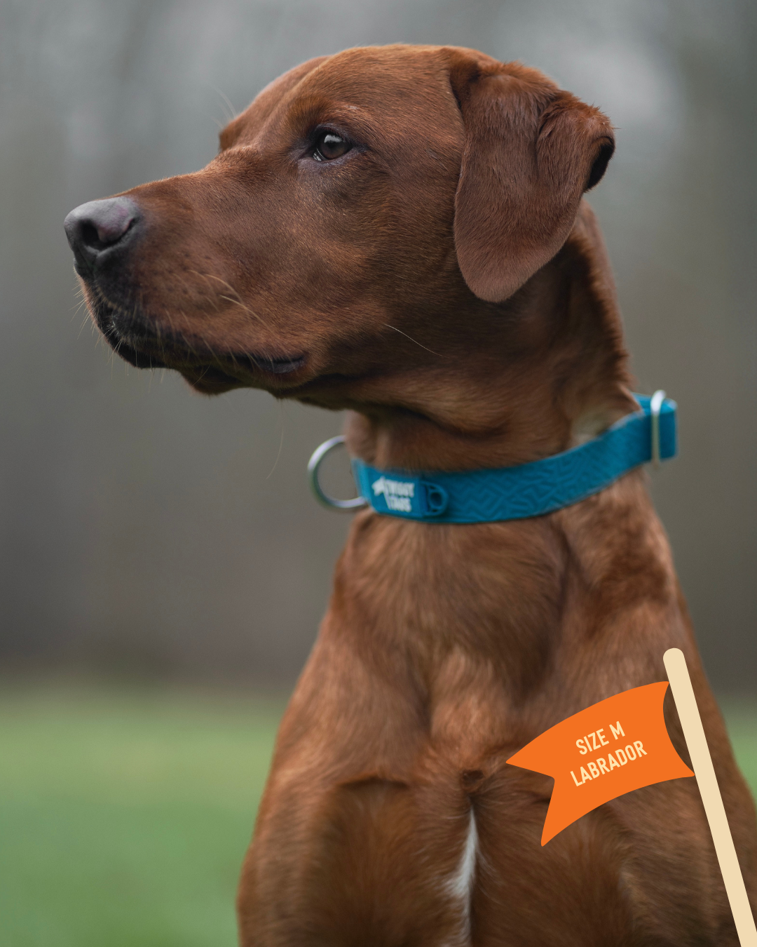 Tidal Waterproof Collar - Azure