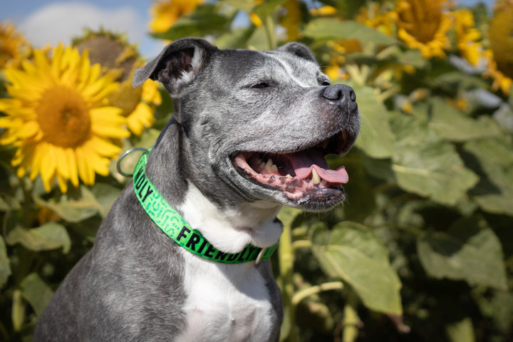 Awareness Collar