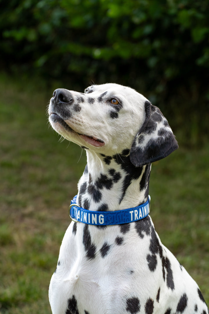 Awareness Collar