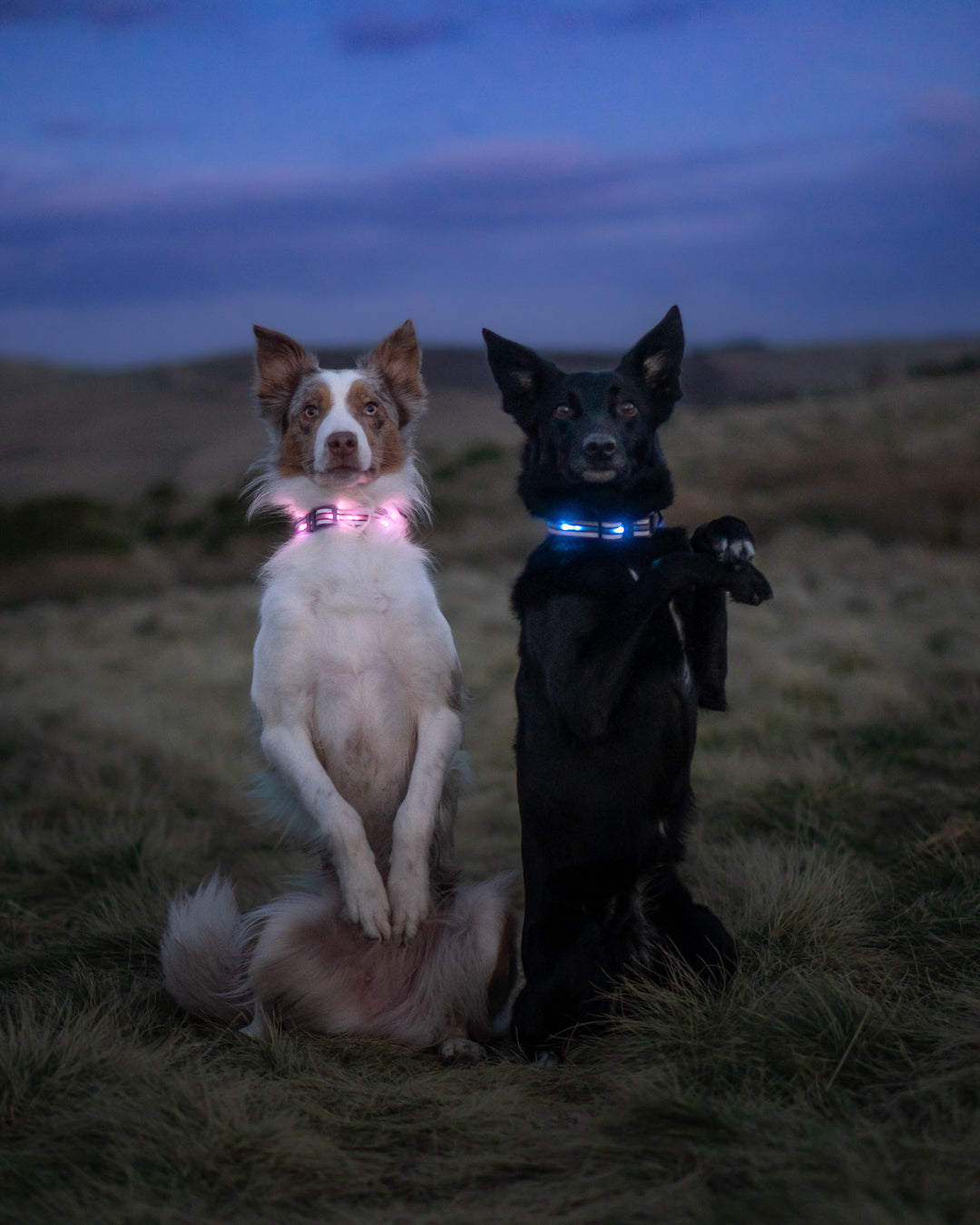 TrekBright™ Light-Up Collar