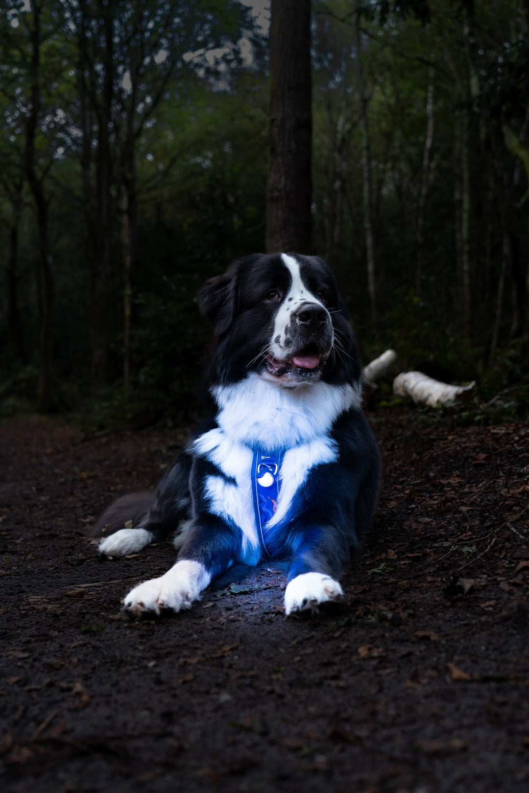 TrekBright® Dog Safety Light
