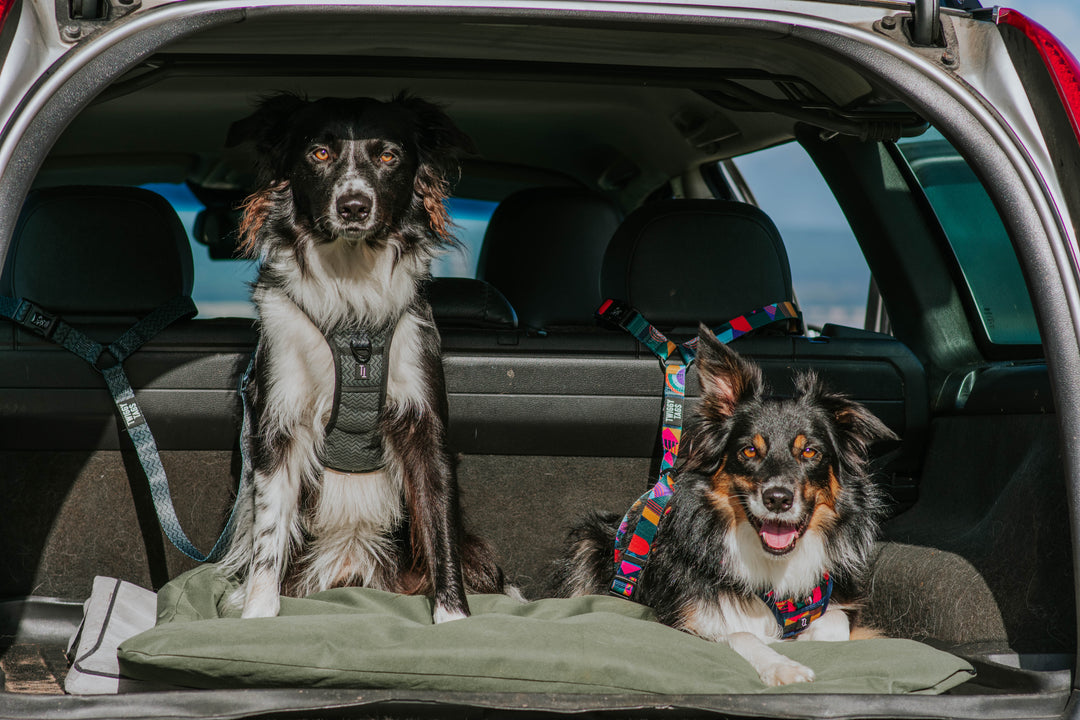 Adventure Dog Safety Seatbelt - Petrichor