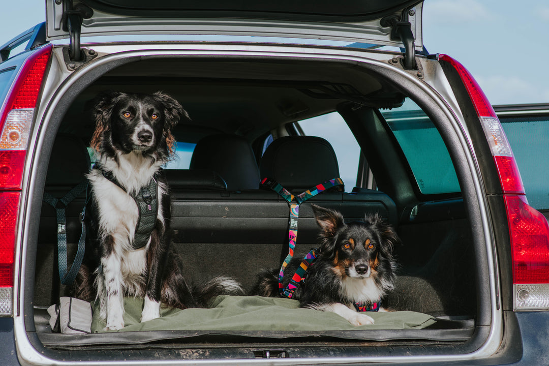 Adventure Dog Safety Seatbelt - Aurora