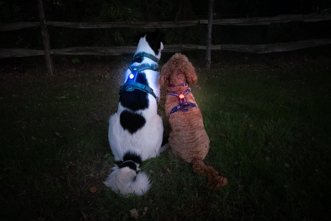 TrekBright® Dog Safety Light