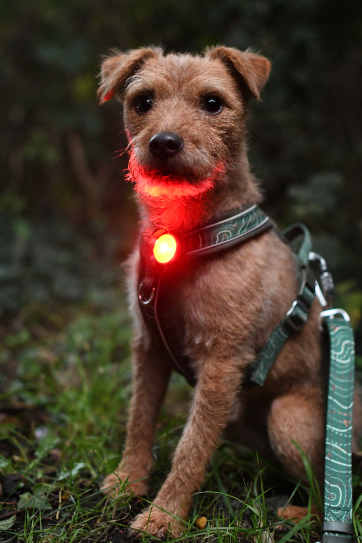 TrekBright® Dog Safety Light
