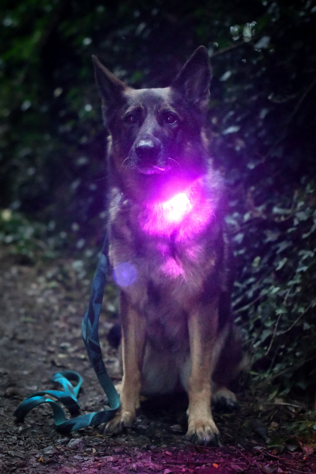 TrekBright® Dog Safety Light