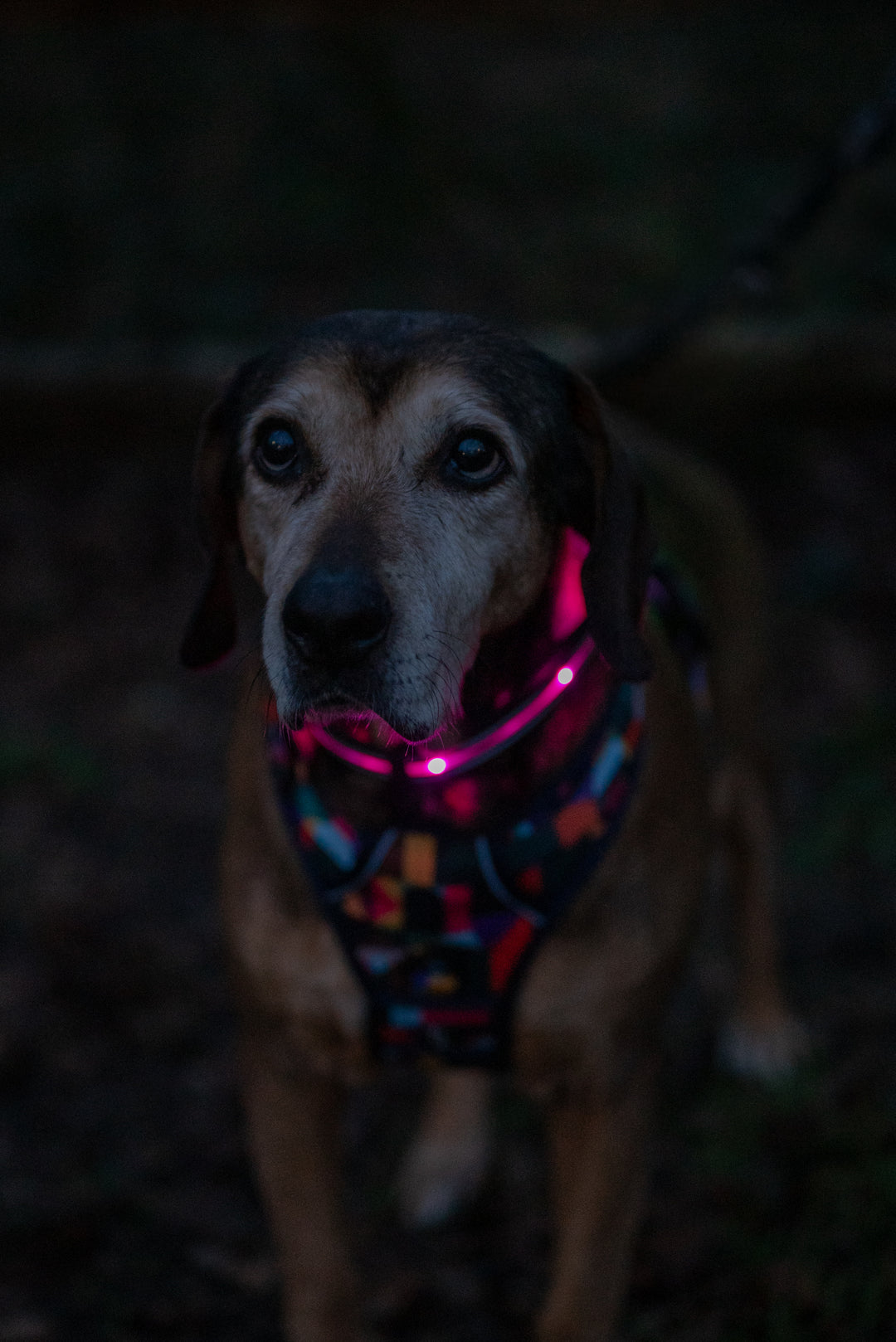 TrekBright™ Light-Up Collar